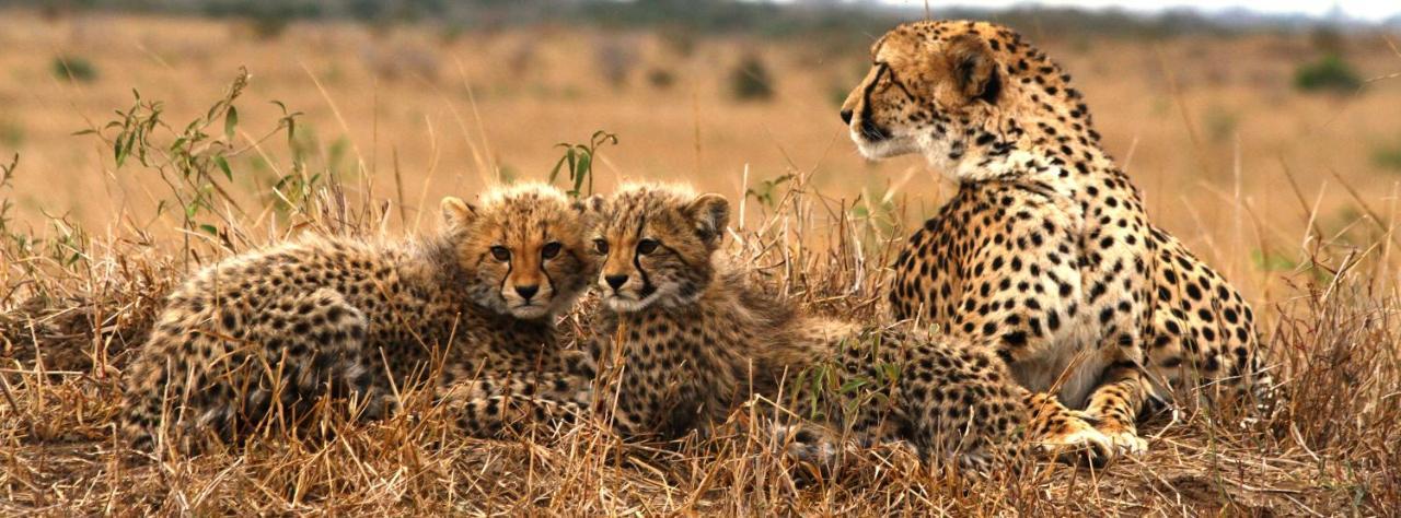 Sungulwane Private Game Lodge Хлухлуве Экстерьер фото