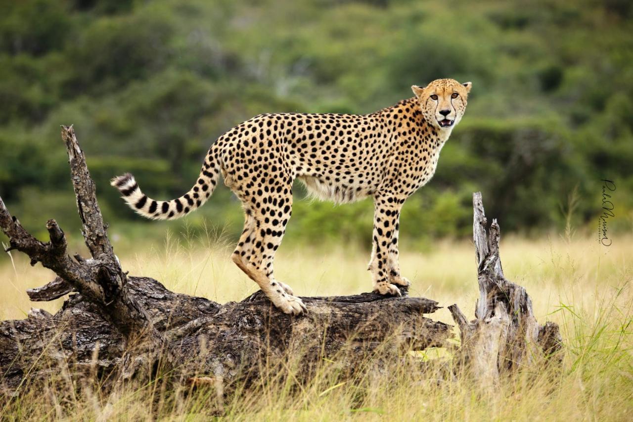 Sungulwane Private Game Lodge Хлухлуве Экстерьер фото